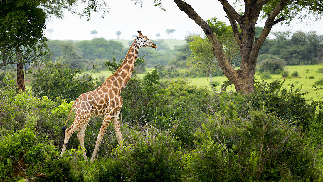 Giraffe (Giraffa Camelopardalis), Murchison Falls National Park; Urganda