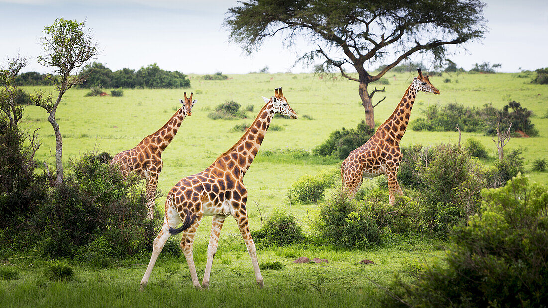 Giraffen (Giraffa Camelopardalis), Murchison Falls National Park; Urganda