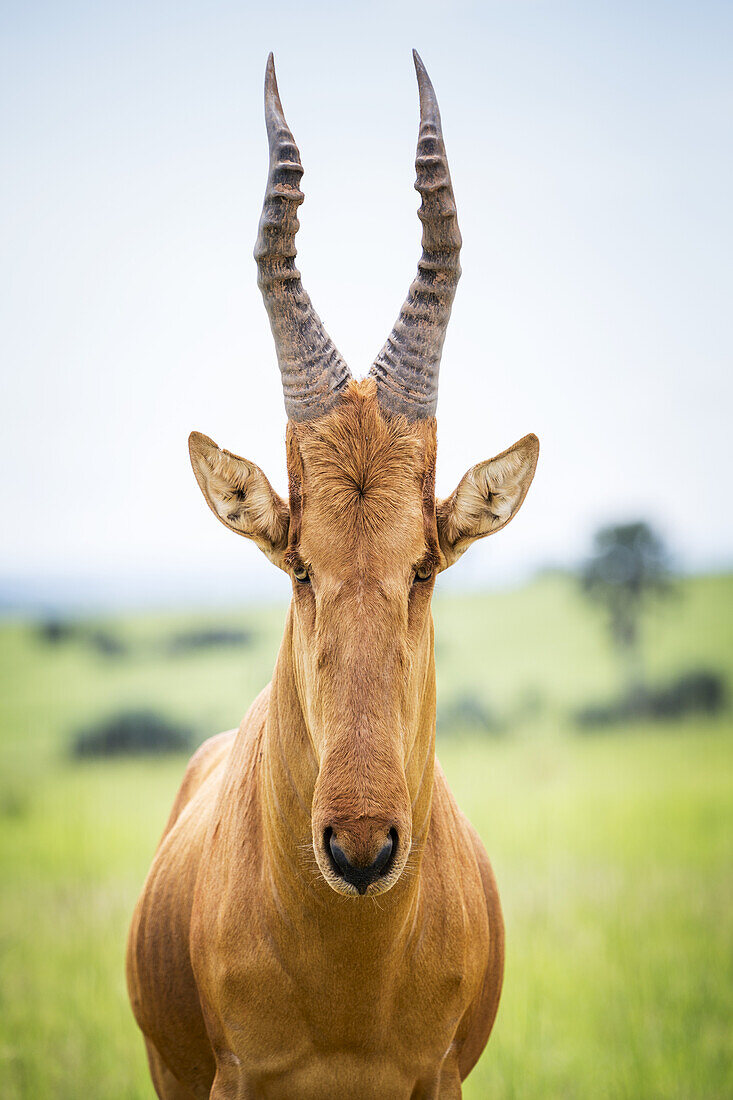 Hochgeschulterte und etwas unbeholfen aussehende Antilope mit einem langen spitzen Kopf, Murchison Falls National Park; Uganda