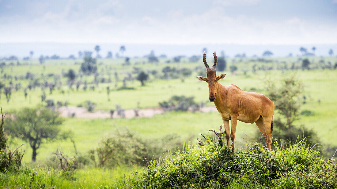 Hochgeschulterte und etwas unbeholfen aussehende Antilope mit langem, spitzem Kopf, Murchison Falls National Park; Uganda