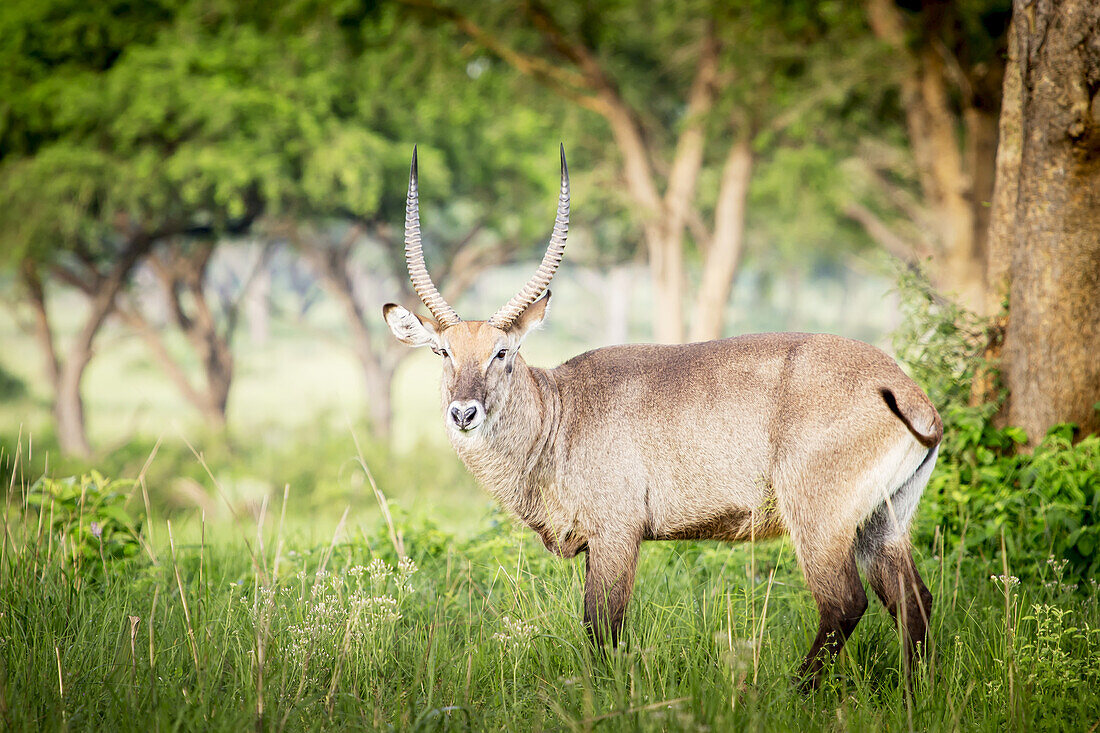 Wasserbock (Kobus Ellipsiprymnus), Murchison Falls National Park; Uganda