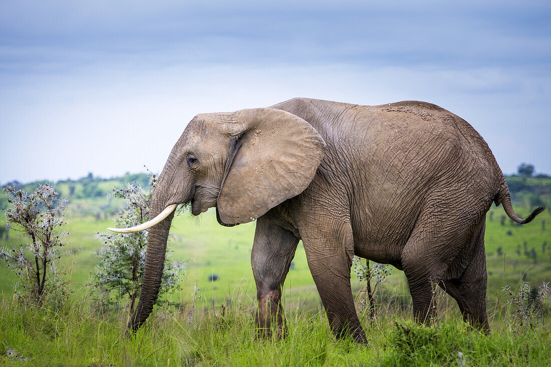 Elefant, Murchison Falls-Nationalpark; Uganda