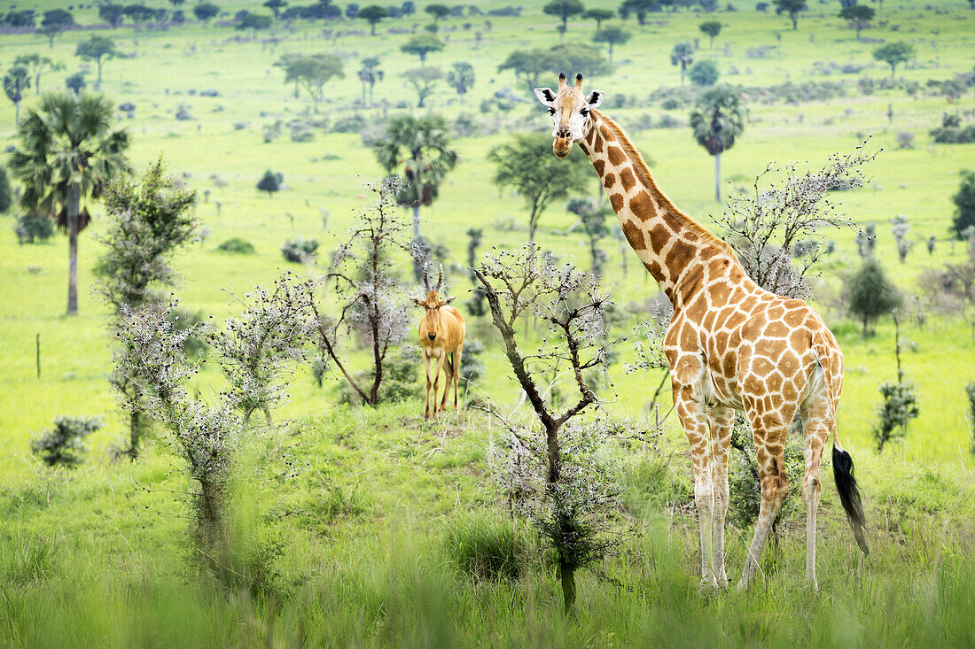 Giraffe (Giraffa Camelopardalis) schaut in die Kamera mit einer Antilope im Hintergrund, Murchison Falls National Park; Uganda