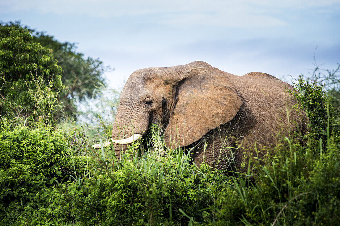 Elefant inmitten von Büschen und Bäumen, Murchison Falls National Park; Uganda