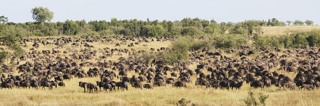 Hunderte von Gnus (Connochaetes) grasen an einem bewaldeten Hang als Teil der großen Migration über den Mara-Fluss in Afrika; Narok, Kenia