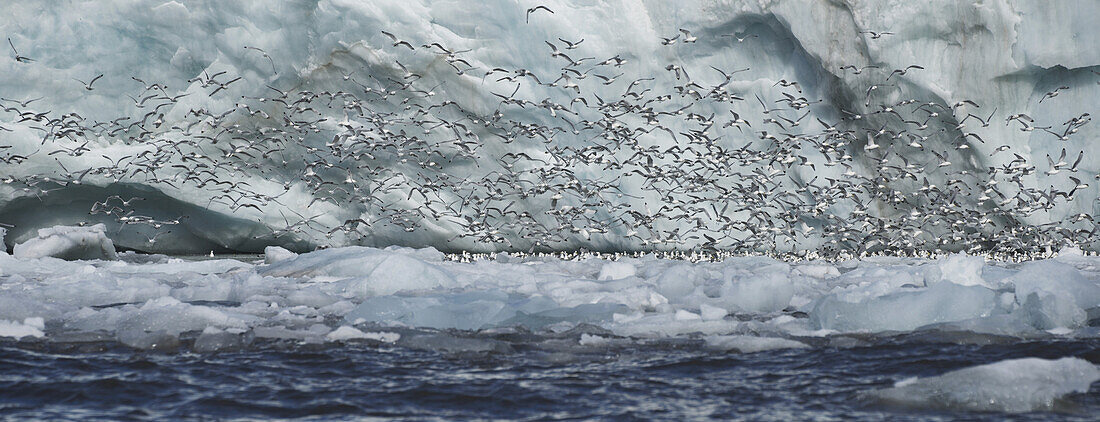 Panorama Of Kittiwakes Flying Past Ice Cliff; Spitsbergen, Svalbard, Norway