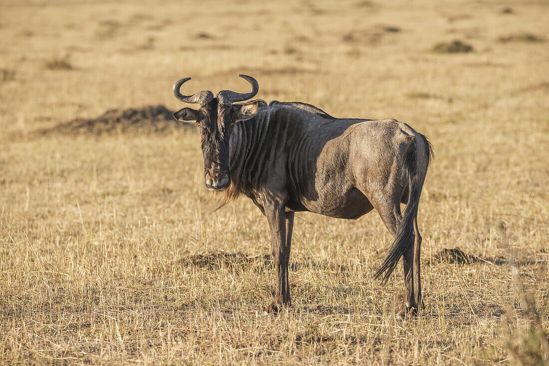 Ein einzelnes Gnu (Connochaetes Taurinus) in der afrikanischen Savanne, das an der Wanderung über den Mara-Fluss teilnimmt, bleibt stehen und starrt direkt in die Kamera; Narok, Kenia