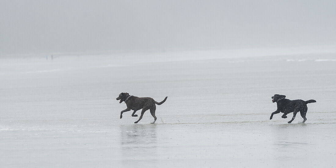 Two Black Dogs Running On A Wet Beach In The Fog