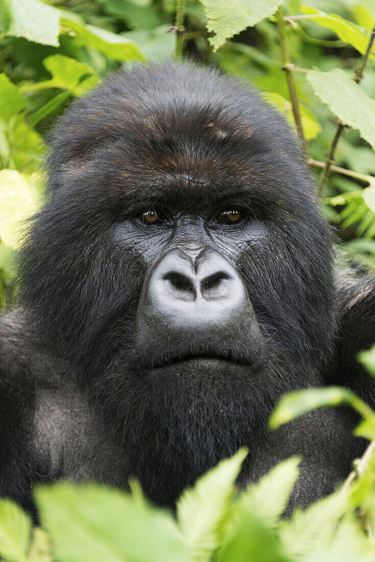 Ein männlicher Silberrücken-Gorilla (Gorilla Beringei Beringei) schaut in die Ferne, während sein Kopf von Blättern und Ästen im Wald umgeben ist; Nkuli, westliche Provinz, Ruanda