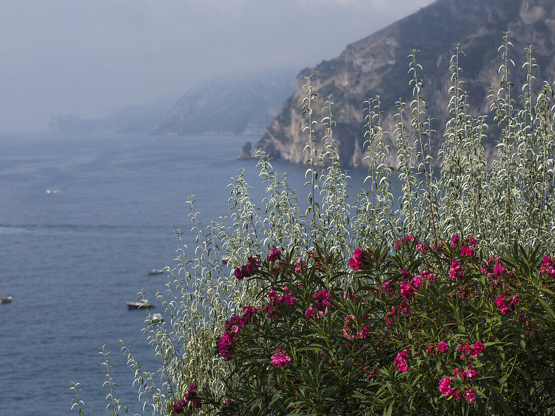 Blühende rosa Blumen im Vordergrund mit Booten entlang der Amalfiküste; Amalfi, Italien