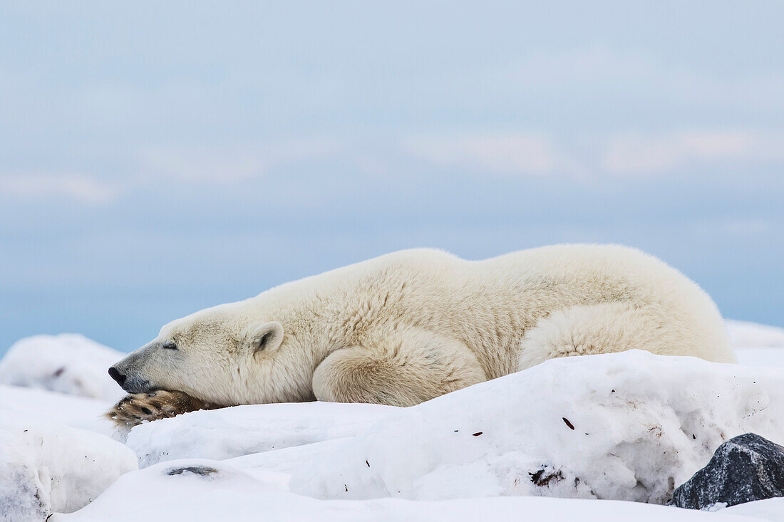Eisbär (Ursus Maritimus) an der Küste der Hudson Bay, der darauf wartet, dass die Bucht zufriert; Churchill, Manitoba, Kanada