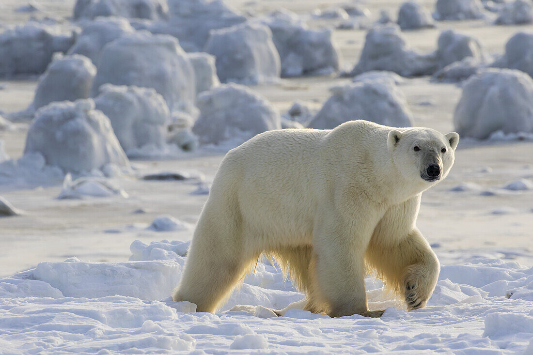 Eisbär (Ursus Maritimus) an der Küste der Hudson Bay, der darauf wartet, dass die Bucht zufriert; Manitoba, Kanada