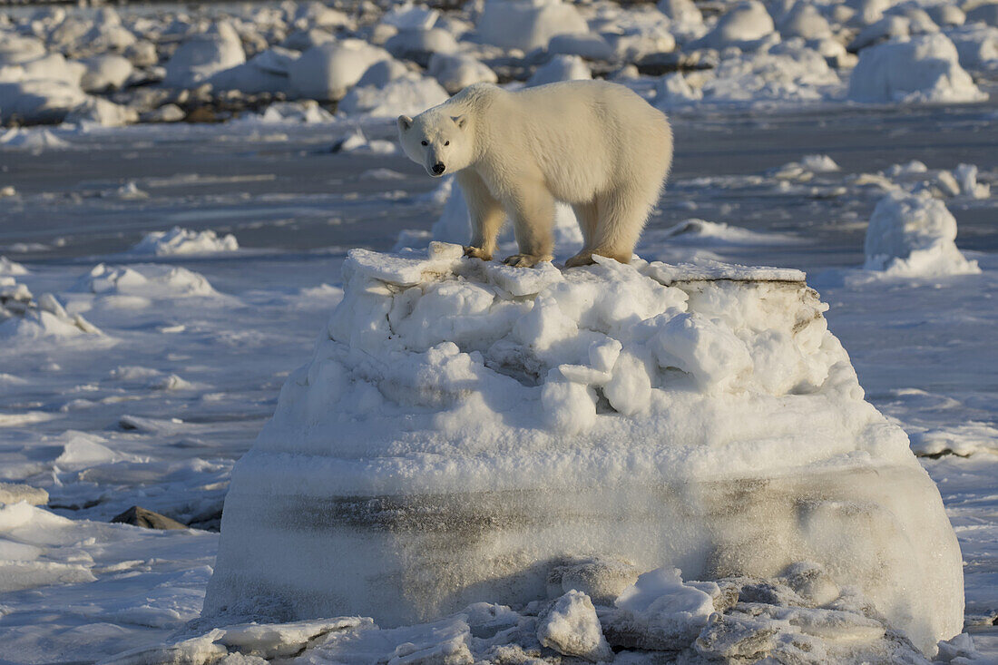 Eisbär (Ursus Maritimus) an der Küste der Hudson Bay, der darauf wartet, dass die Bucht zufriert; Manitoba, Kanada