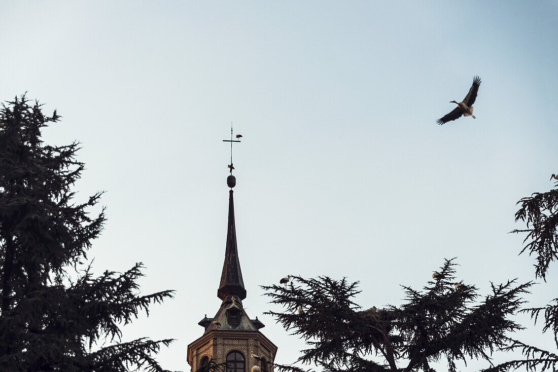 Ein Storch fliegt um den Erzbischöflichen Palast in Alcala De Henares, einer historischen und charmanten Stadt in der Nähe von Madrid; Alcala De Henares, Spanien