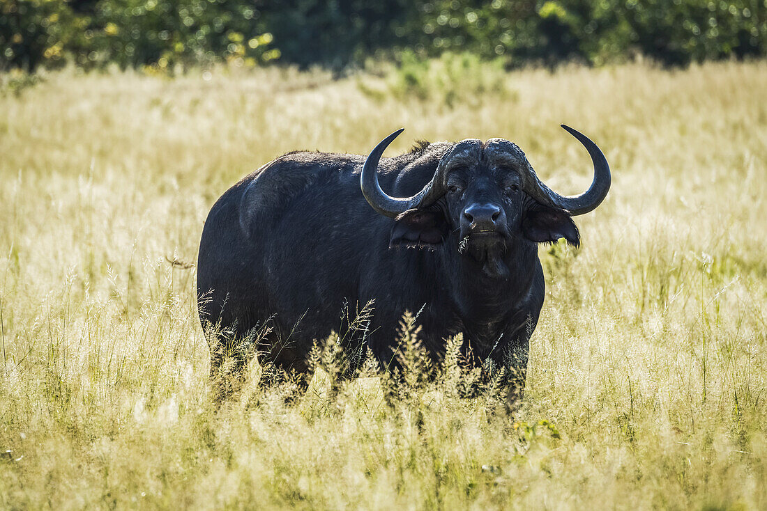 Kap-Büffel (Syncerus Caffer) im Gegenlicht im Gras, der Kamera zugewandt; Botsuana