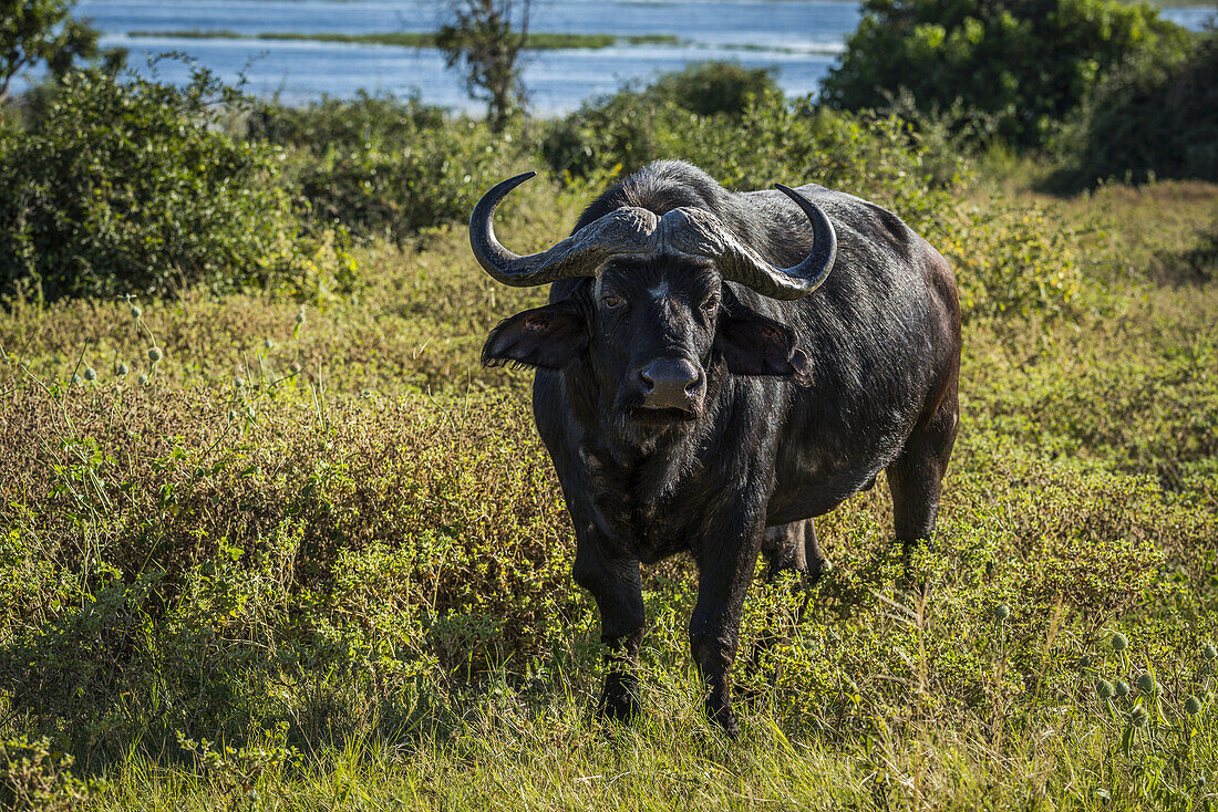 Kaffernbüffel (Syncerus Caffer) mit Blick auf die Kamera und den Fluss dahinter; Botsuana