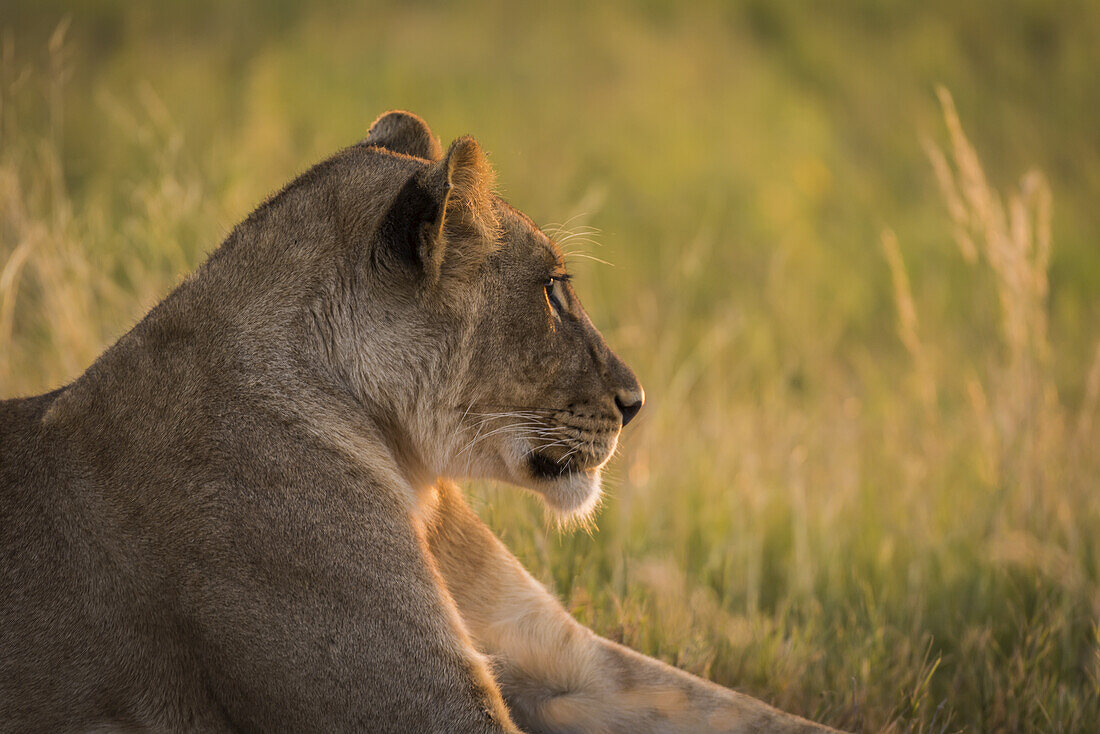 Nahaufnahme eines Löwen (Panthero Leo), der im Gras liegt und starrt; Botsuana