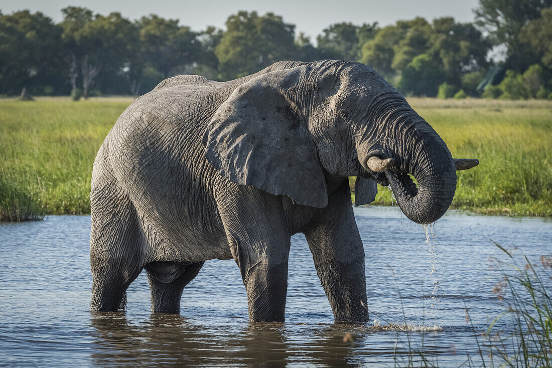 Elefant (Loxodonta Africana) im Fluss mit tropfendem Rüssel; Botswana