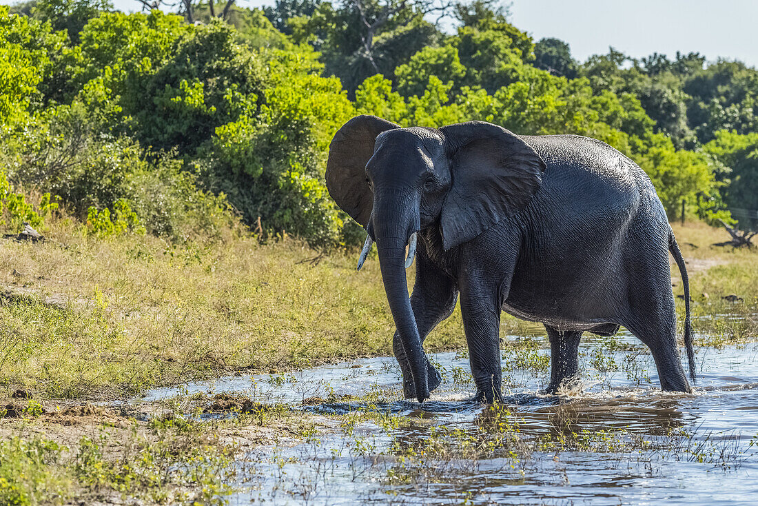 Elefant (Loxodonta Africana) geht nass vom Schwimmen in die Untiefen; Botswana