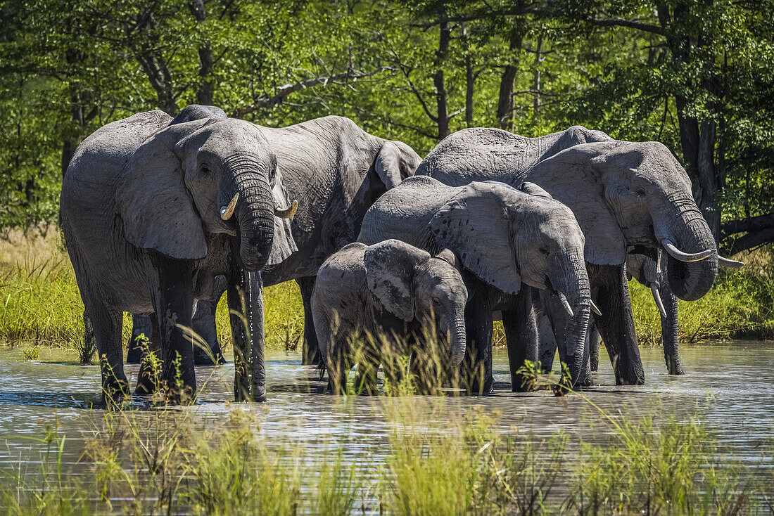 Elefantengruppe (Loxodonta Africana) beim Trinken am Wasserloch; Botsuana