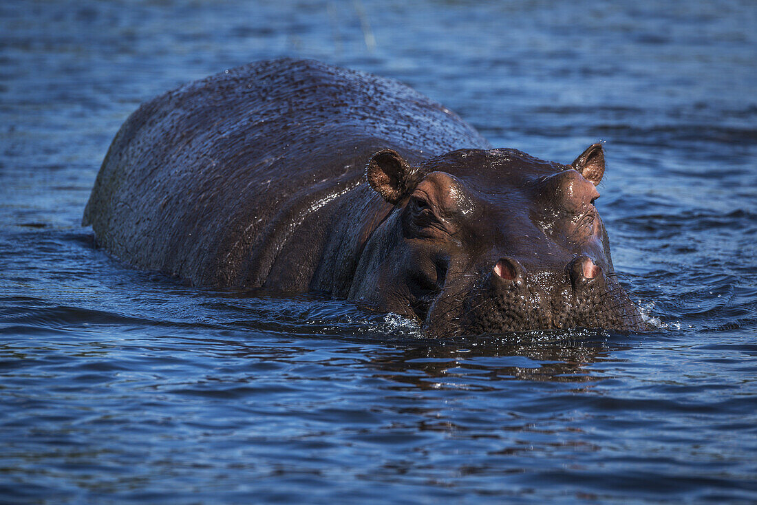 Flusspferd (Hippopotamus Amphibius) im Fluss mit Blick auf die Kamera bei Sonnenschein; Botswana