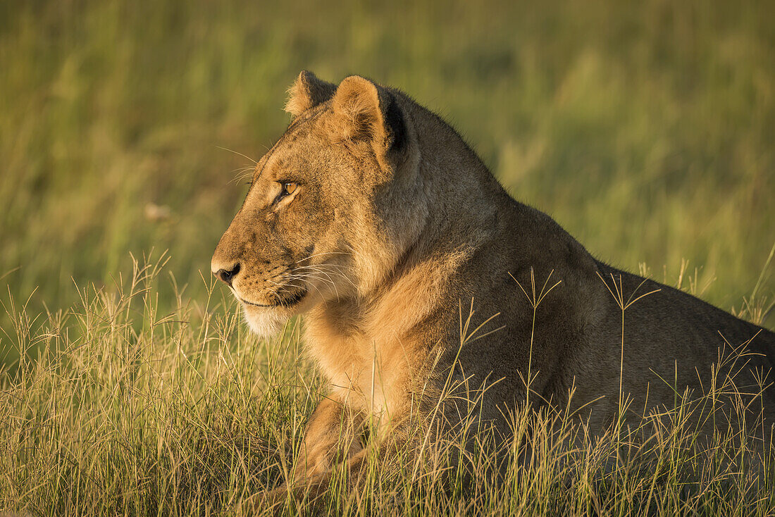 Löwe (Panthera Leo) liegt bei Sonnenuntergang im Gras und starrt; Botswana