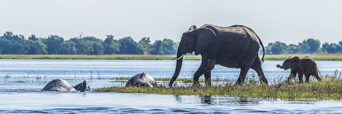 Panorama Of Family Of Elephants (Loxodonta Africana) Crossing River; Botswana