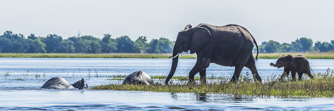 Panorama einer Elefantenfamilie (Loxodonta Africana) beim Überqueren eines Flusses; Botsuana