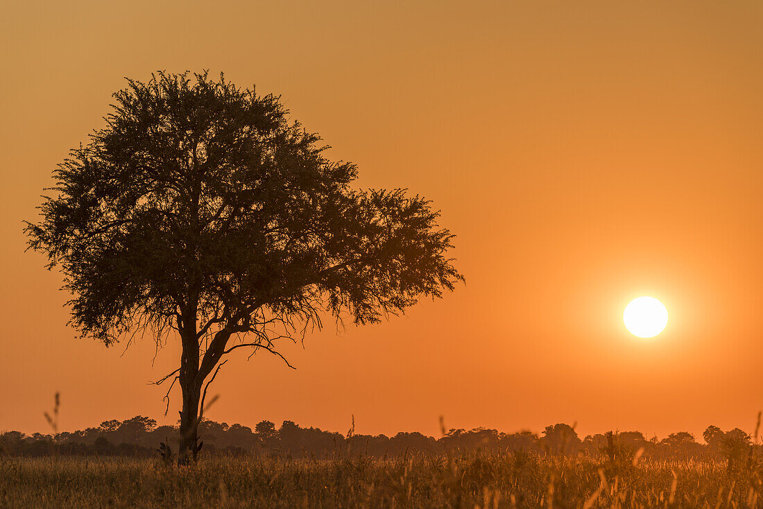 Baumsilhouette bei Sonnenuntergang unter orangefarbenem Himmel; Botsuana