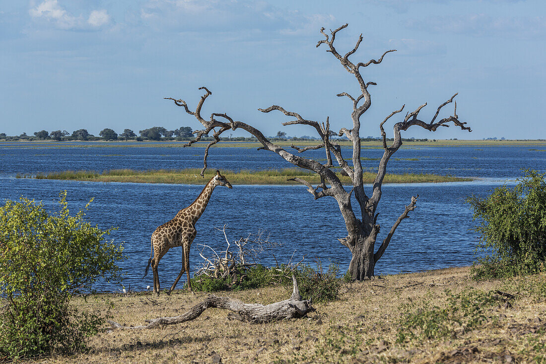 South African Giraffe (Giraffa Camelopardalis Giraffa) Walking By Dead Tree; Botswana