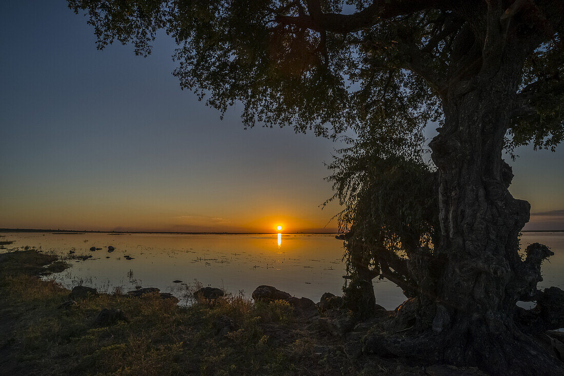 Baum am Ufer, der den Sonnenuntergang über dem Fluss einrahmt; Botsuana