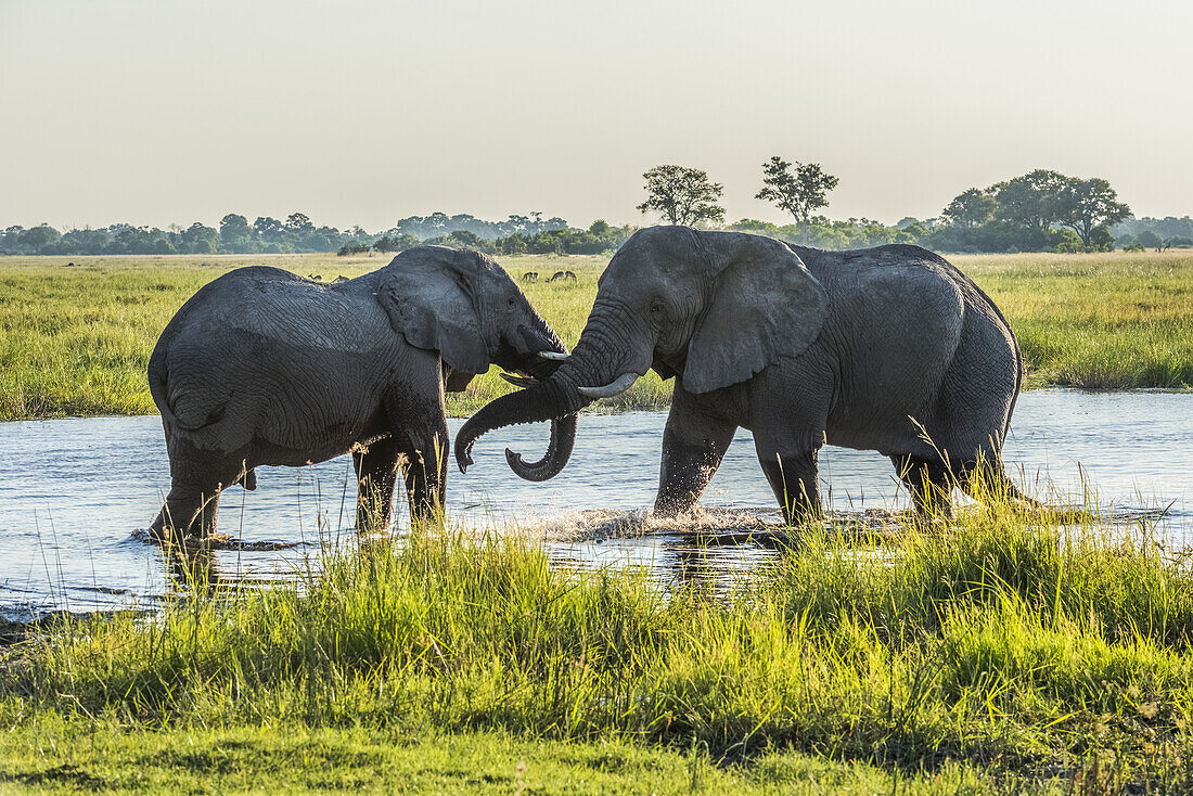 Zwei Elefanten (Loxodonta Africana), die ihre Stoßzähne im seichten Fluss verschränken; Botsuana