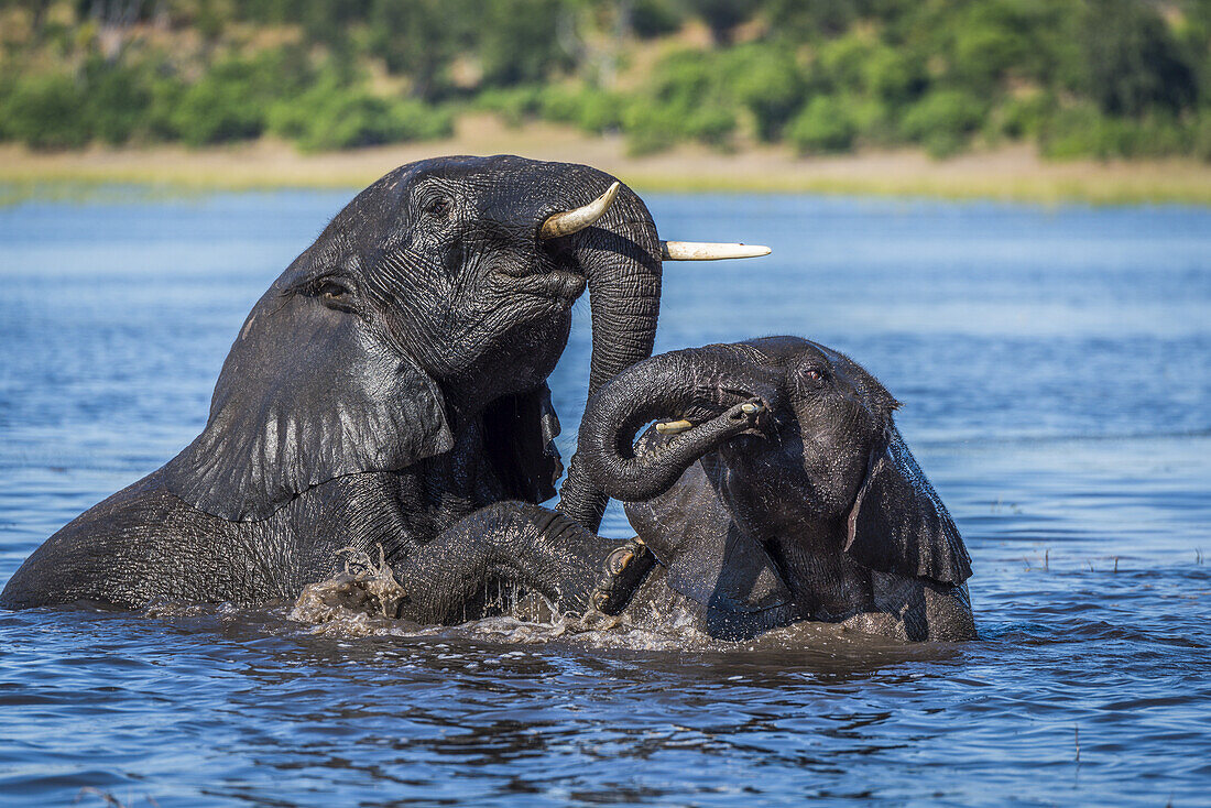 Zwei nasse Elefanten (Loxodonta Africana) spielen Kampf im Fluss; Botswana