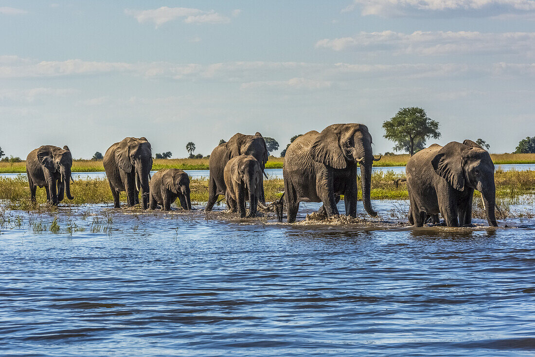 Elefantenreihe (Loxodonta Africana) beim Überqueren des Flusses im Sonnenschein; Botsuana