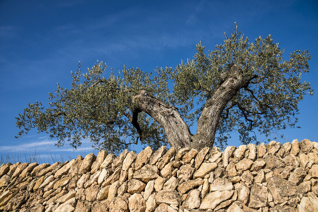 Olivenbaum und Steinmauer; Miravet, Tarragona, Spanien