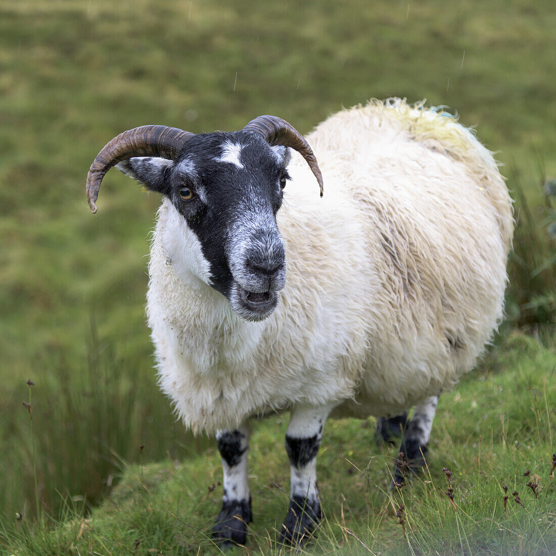 Nahaufnahme eines Schafs mit Hörnern; Staffin, Schottland