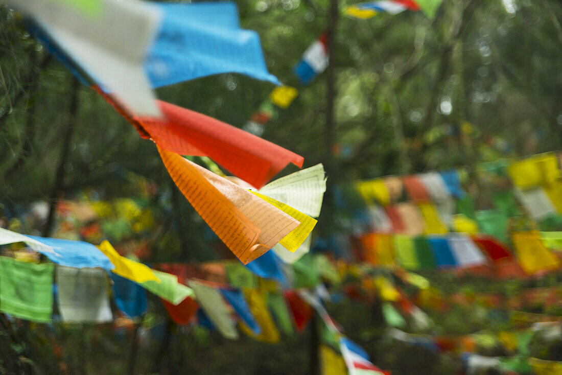 Schöne tibetische Flaggen im Wald; Xiamen, Provinz Fujian, China