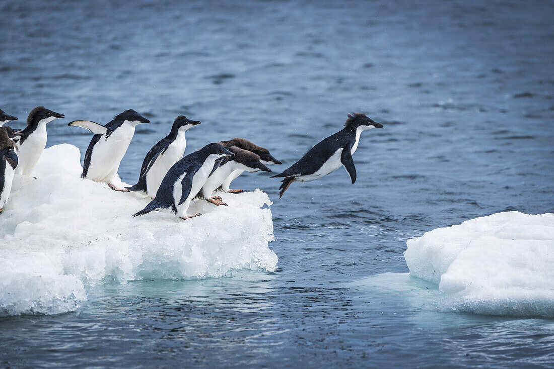 Adelie Penguins (Pygoscelis Adeliae) Diving Between Two Ice Floes; Antarctica