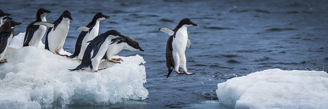 Adeliepinguine (Pygoscelis Adeliae) beim Tauchen zwischen zwei Eisschollen; Antarktis