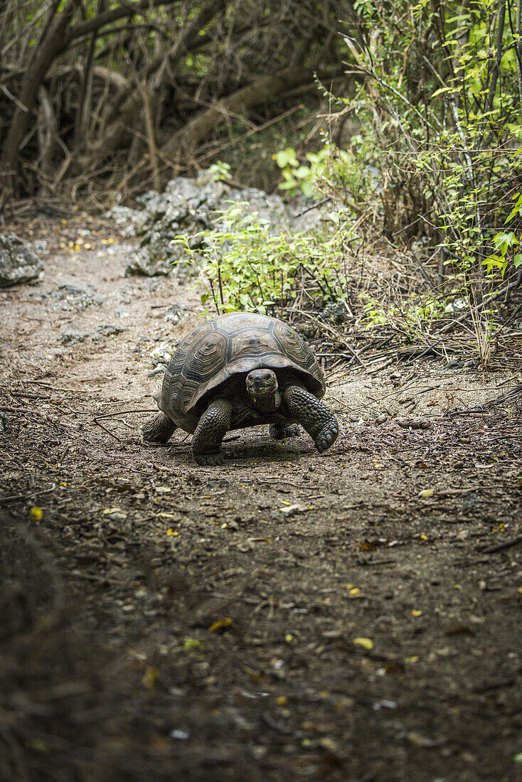 Galapagos Giant Tortoise (Chelonoidis Nigra) Walking On Gravel Path; Galapagos Islands, Ecuador