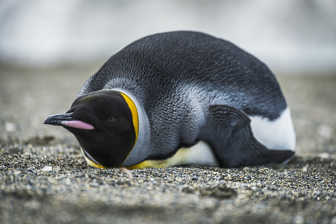 King Penguin (Aptenodytes Patagonicus) On Beach Looking At Camera; Antarctica