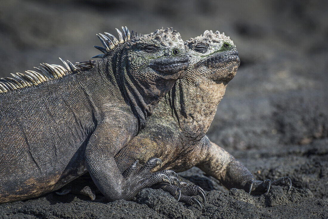 Zwei Meeresleguane (Amblyrhynchus Cristatus) beim Sonnenbad auf einem Vulkanfelsen; Galapagos-Inseln, Ecuador