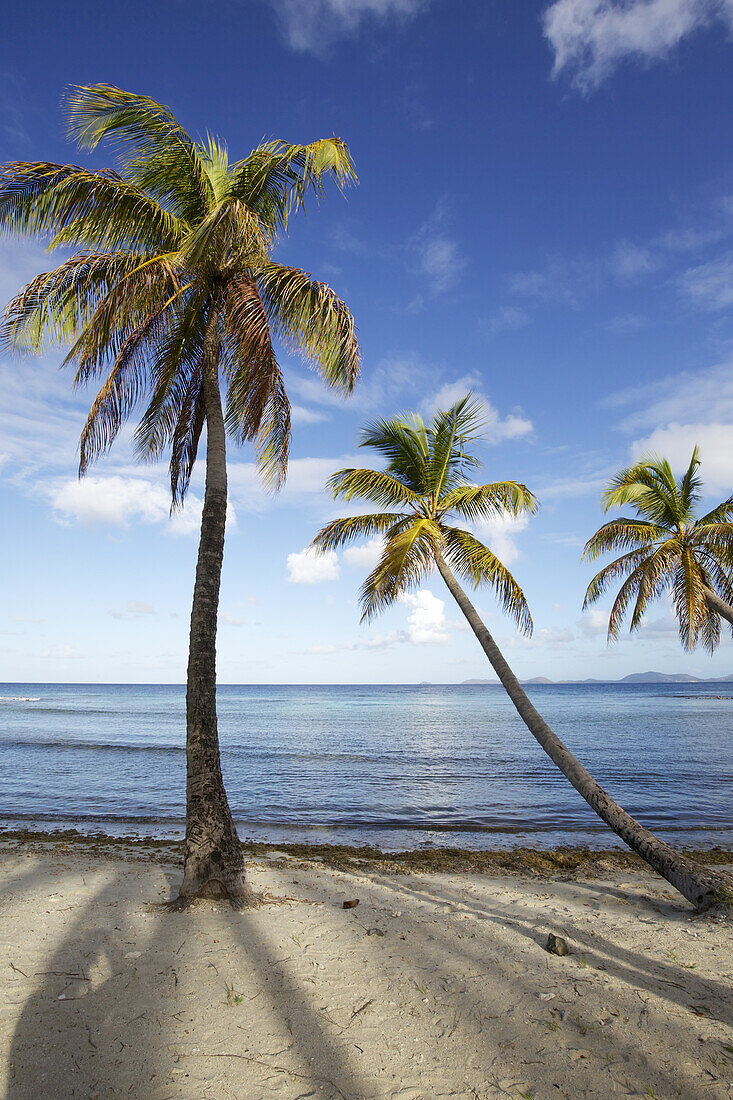 Palm Tress Arching Over The Sea On White Sand Beach