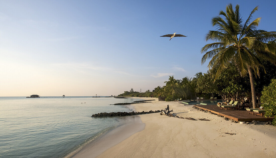 Palm Fringed, White Sand Beach With Heron Flying Overhead