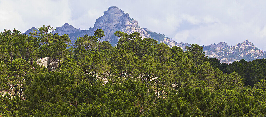 The Peaks And Forest Of The Alta Rocca Mountains