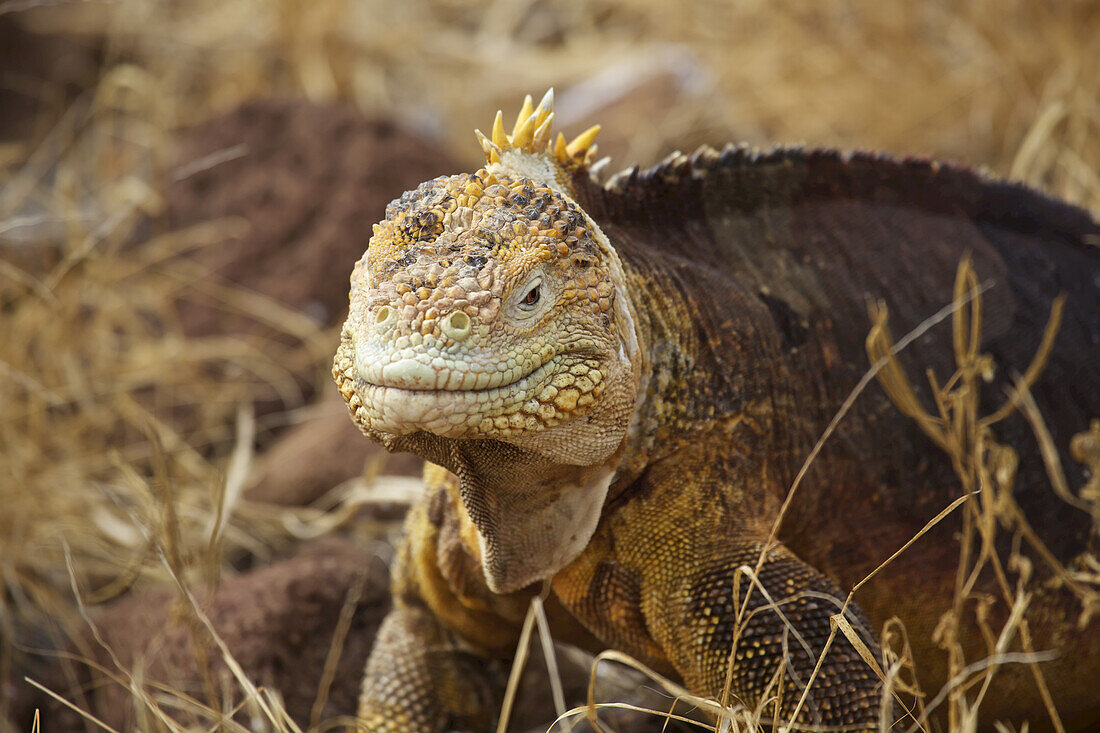 Close Up Of Land Iguana On North Seymour Island, Galapagos