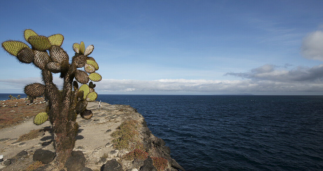 Landscape View With Rocky Cliffs, Giant Cactus And Blue Sea