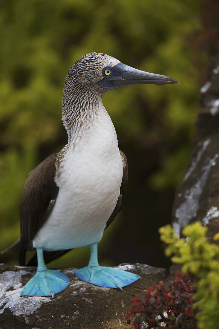 Close Up Portrait Of Blue-Footed Booby In The Galapagos