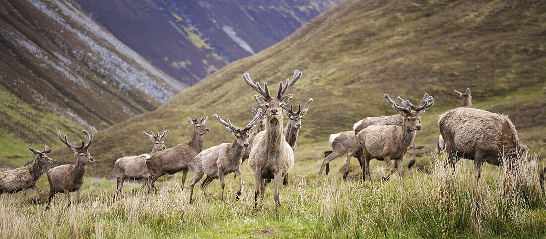 Red Deer In Scottish Highland Landscape