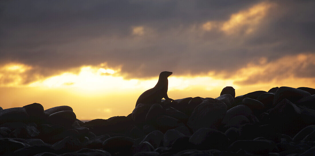 Seelöwe auf felsigem Felsvorsprung vor einem goldenen Sonnenuntergang